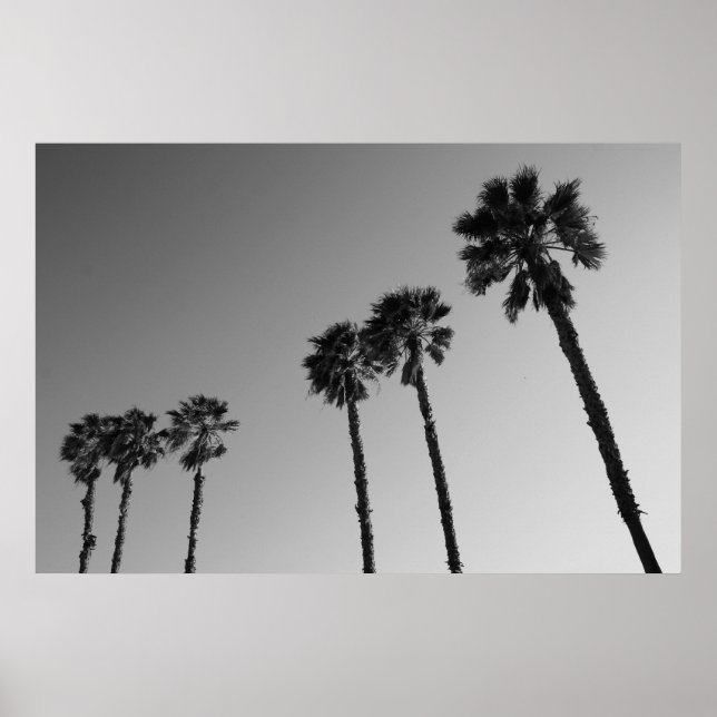 Poster des palmiers tropicaux, Imprimer (Devant)