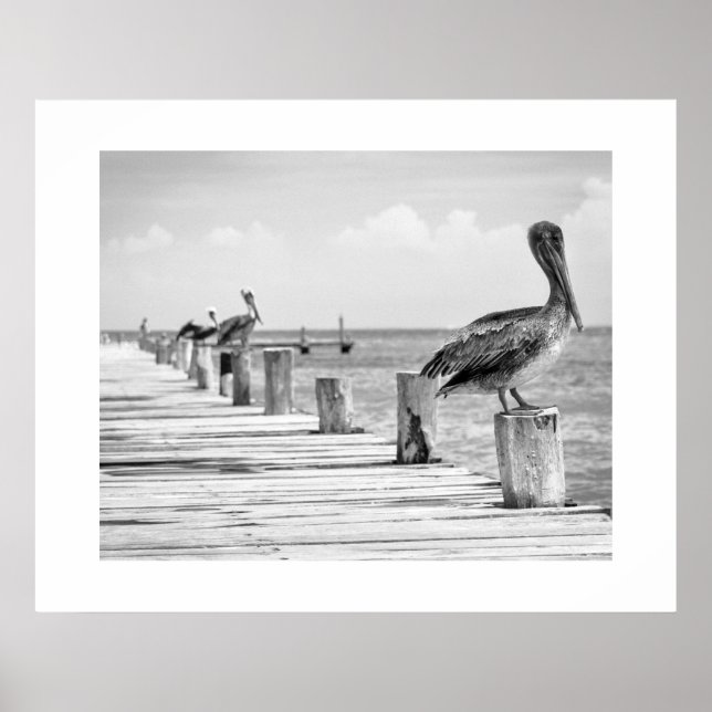 Poster des pélicans (Devant)