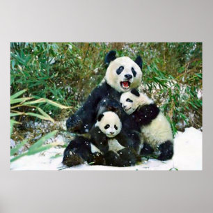 Poster des petits panda