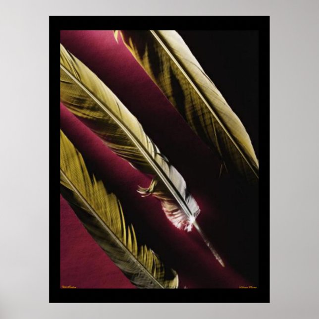 Poster des plumes sauvages (Devant)