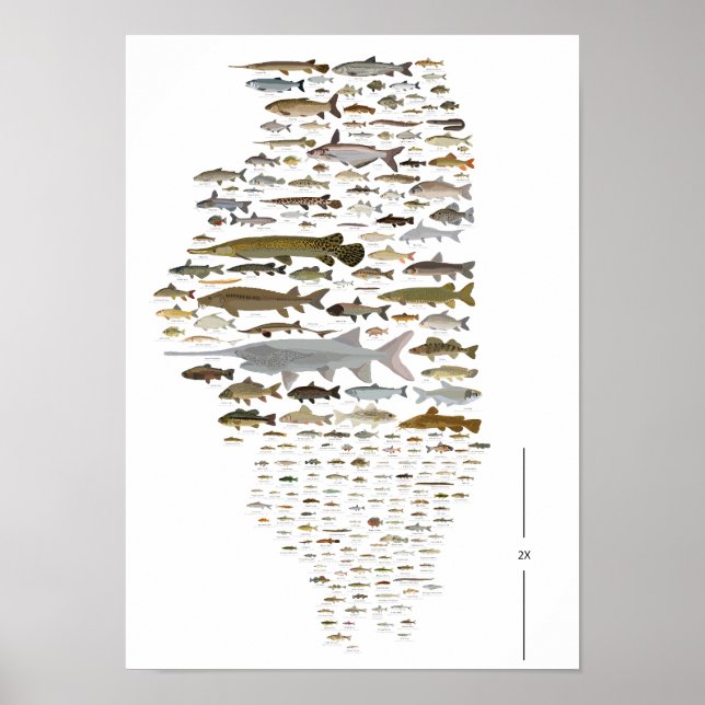 Poster des Poissons de l'Illinois (Devant)