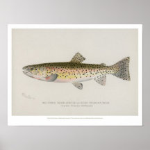 Poster des poissons vintages - truite des montagne
