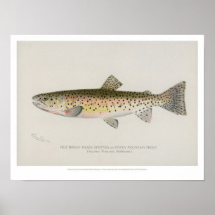 Poster des poissons vintages - truite des montagne