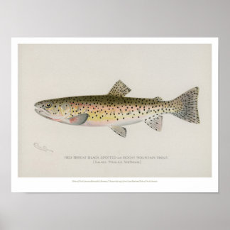 Poster des poissons vintages - truite des montagne