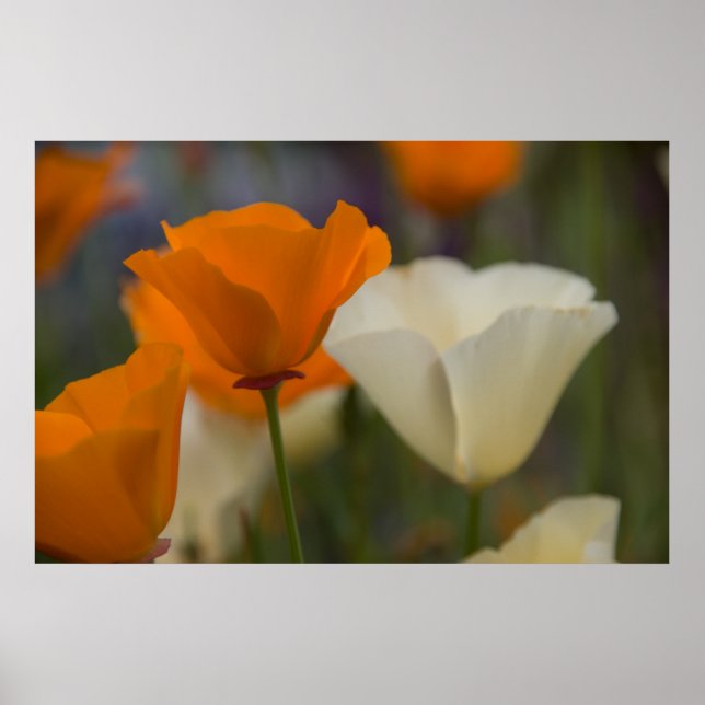 Poster des Poppies de Californie (Devant)