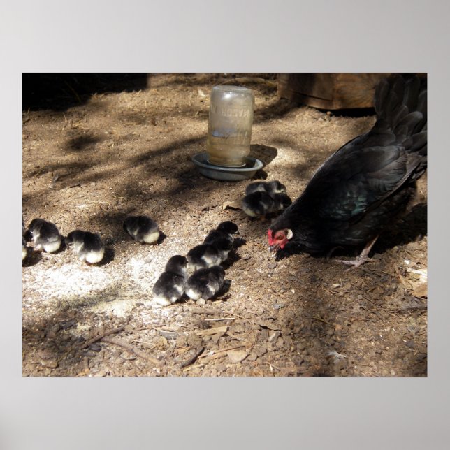 Poster Des Poussins Hen Et Baby (Devant)