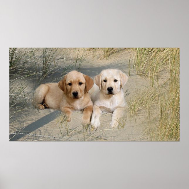 Poster Des Pubs Sur La Plage De Labrador Retriever (Devant)