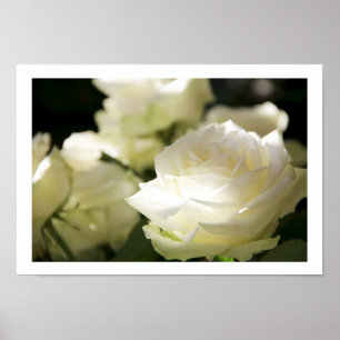 Poster des Roses Blanches