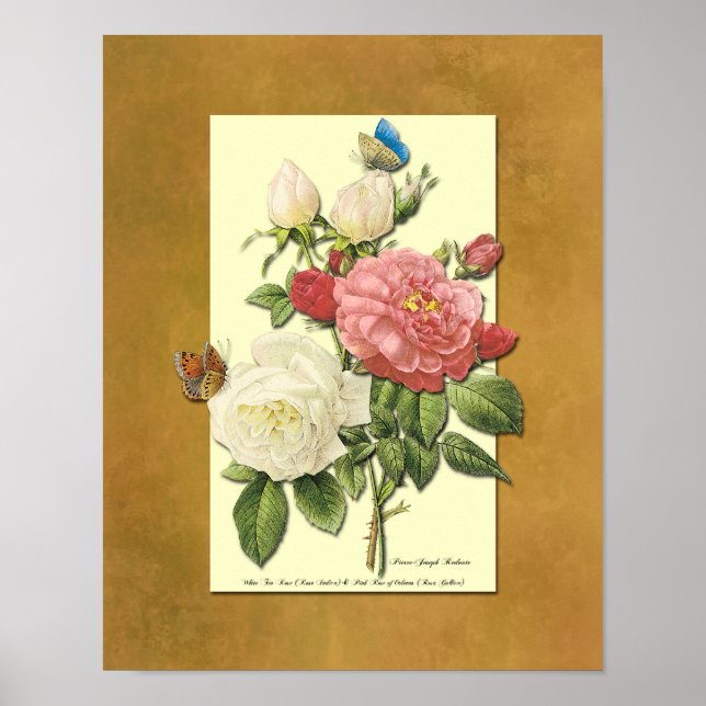 Poster des Roses botaniques rouges et blancs Faux  (Devant)