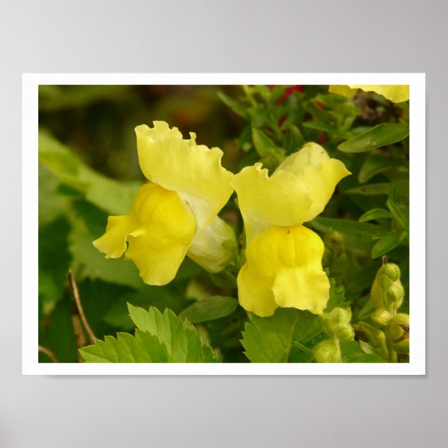 Poster des Snapdragons Jaunes (Devant)