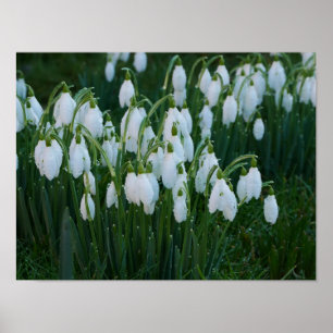 Poster des snowdrops