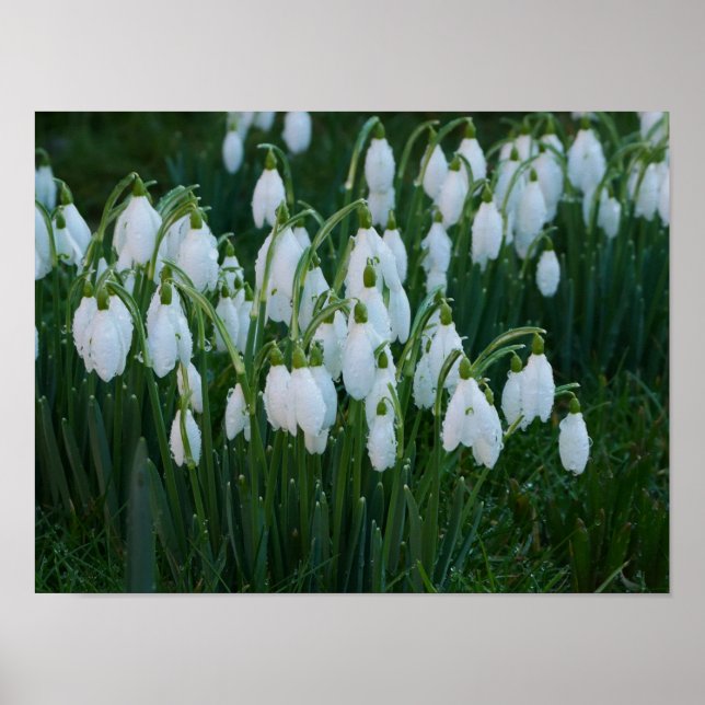 Poster des snowdrops (Devant)