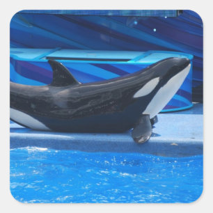 Poster Des Stickers Orca