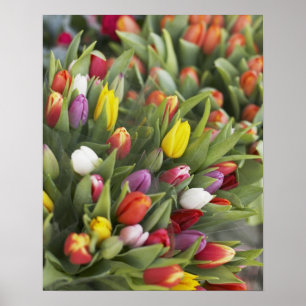 Poster Des tas de tulipes colorées