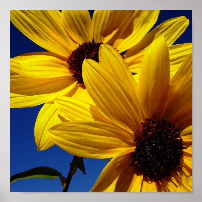 Poster des tournesols (Devant)