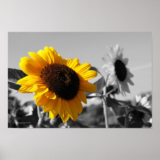 Poster des tournesols (Devant)