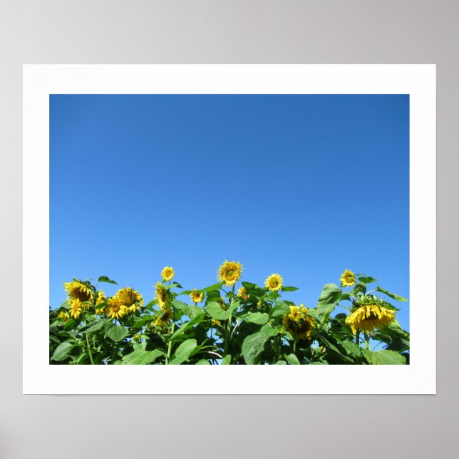 Poster des tournesols d'été (Devant)
