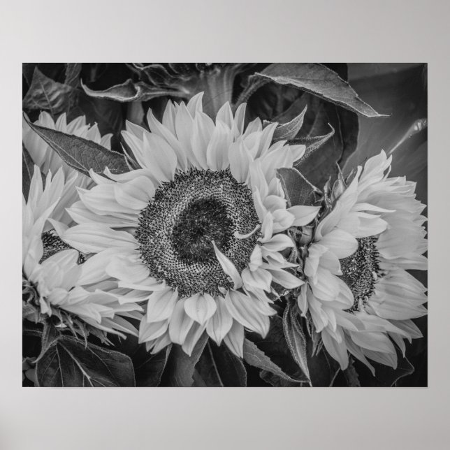 Poster des tournesols/Imprimer (Devant)
