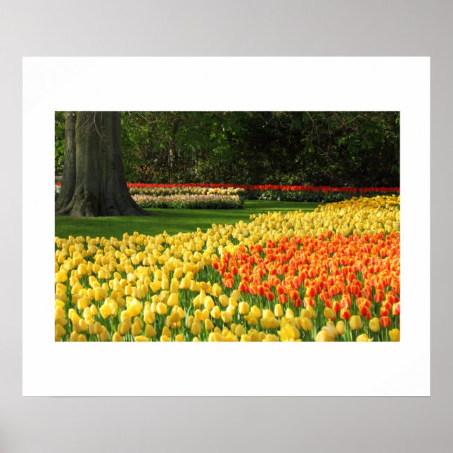 Poster des Tulipes du jardin (Devant)