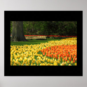 Poster des Tulipes du jardin