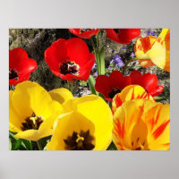 Poster des Tulipes jaunes et rouges