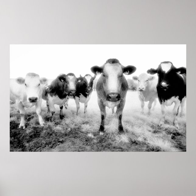 Poster des vaches (Devant)