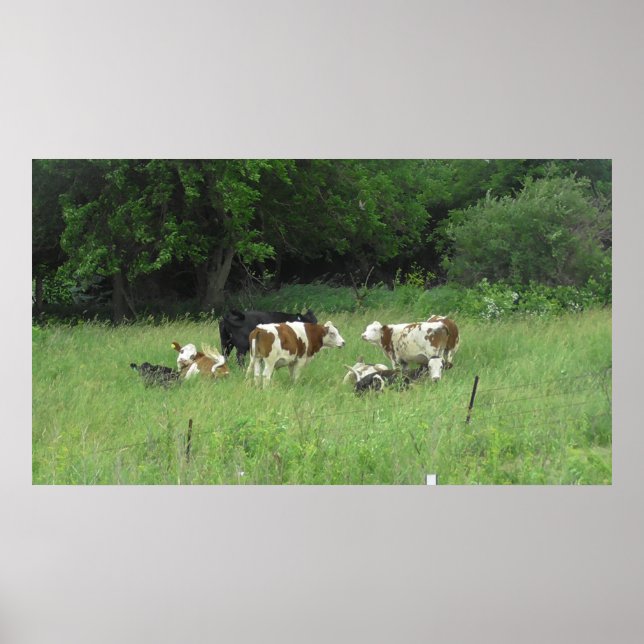 Poster des vaches du Midwest Grazing in the Fields (Devant)