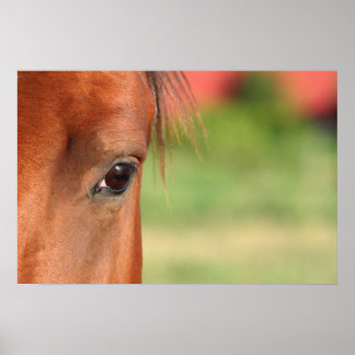 Poster des yeux de cheval