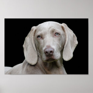 Poster des yeux de chiot Weimaraner