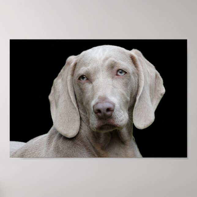 Poster des yeux de chiot Weimaraner (Devant)