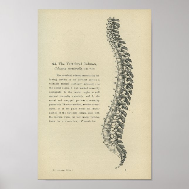 Poster Description of the Vertebral Column (Devant)