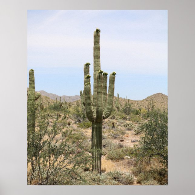 Poster Desert Cactus 16x20 Imprimer Mur Art Décor (Devant)