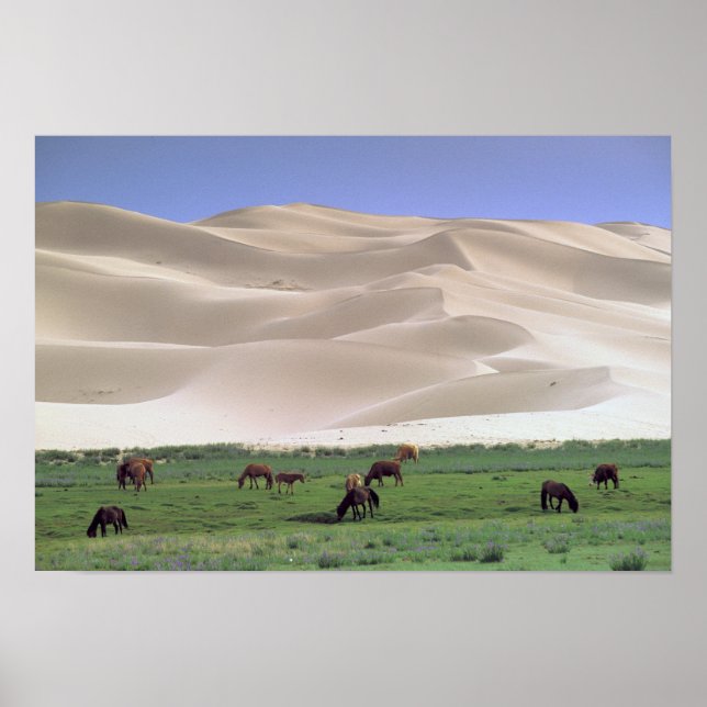 Poster Désert de Gobi | Chevaux sauvages (Devant)