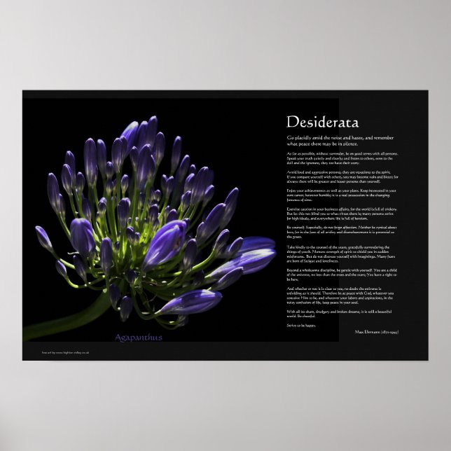 Poster Desiderata - Agapanthus, Lys Africains (Devant)