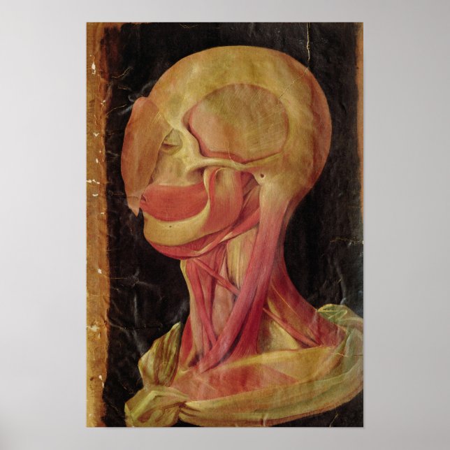 Poster Dessin anatomique de la tête humaine (Devant)