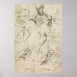 Poster Dessin anatomique de Leonardo d'épaule et de cou