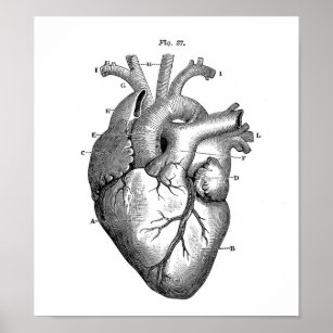 Poster Dessin anatomique vintage Coeur humain