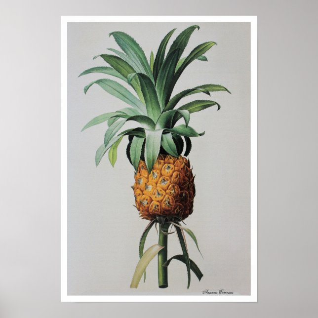 Poster Dessin antique Ananas Comosus (Devant)