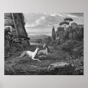 Poster Dessin de chien de lévriers italiens