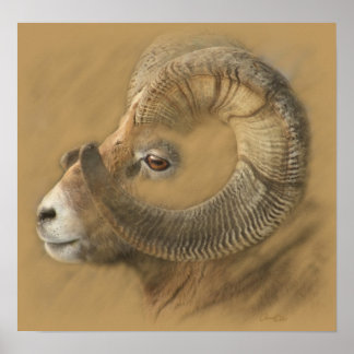 Poster Dessin de la grande calotte