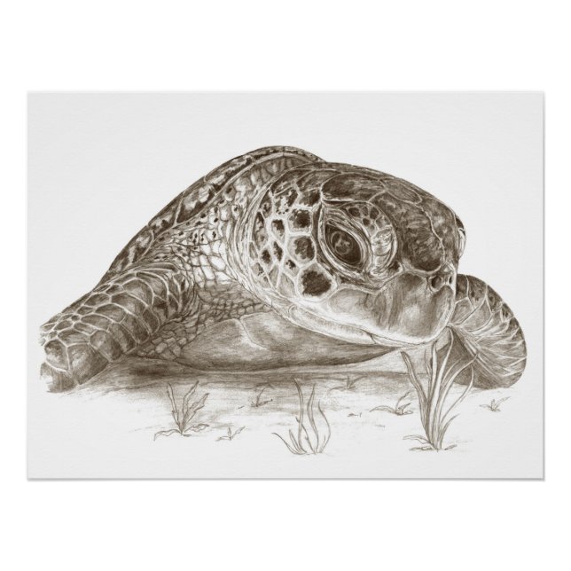 Poster Dessin de la tortue verte (Devant)