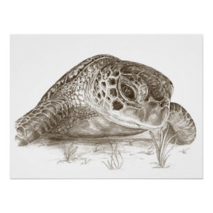 Poster Dessin de tortue de mer verte