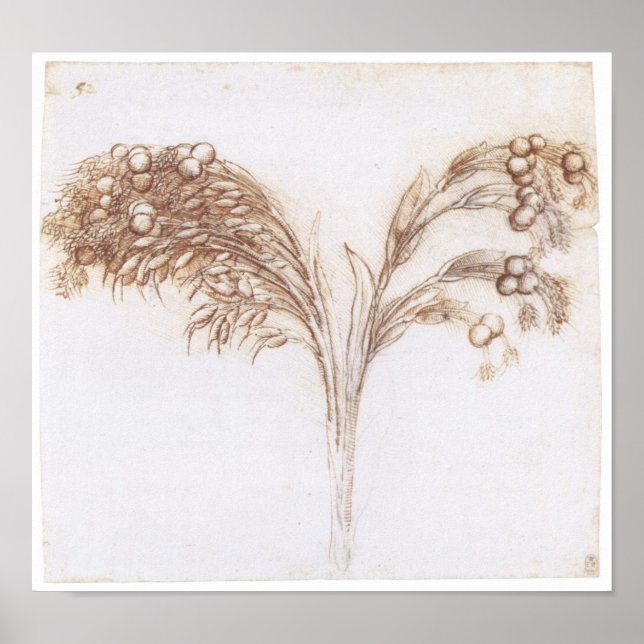 Poster Dessin détaillé du Plante à longue tige, Da Vinci (Devant)
