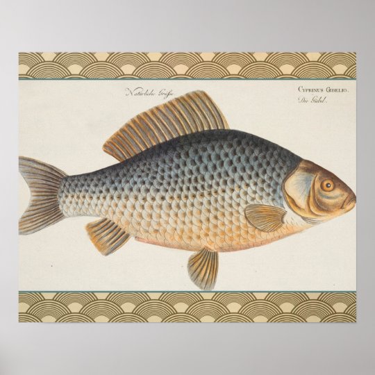 Poster Dessin Vintage De Poisson Deau Douce De Carpe