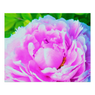 Poster Détail de fleur de pivoine double rose époustoufla