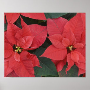 Poster Détail de Poinsettia rouge (Euphorbia pulcherrima)