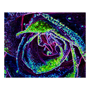 Poster Détail de rose graphique noir blanc bleu et vert