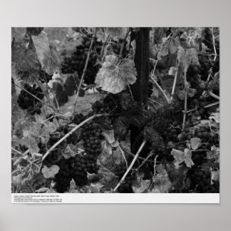 Poster Détail des raisins, vignoble de Draper, Napa, 1966
