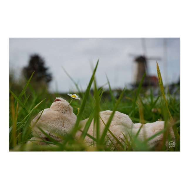 Poster Détendez-vous dans la nature avec le moulin hollan (Devant)