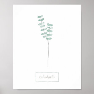 Poster d'Eucalyptus